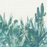 Agave