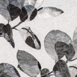 Canopy